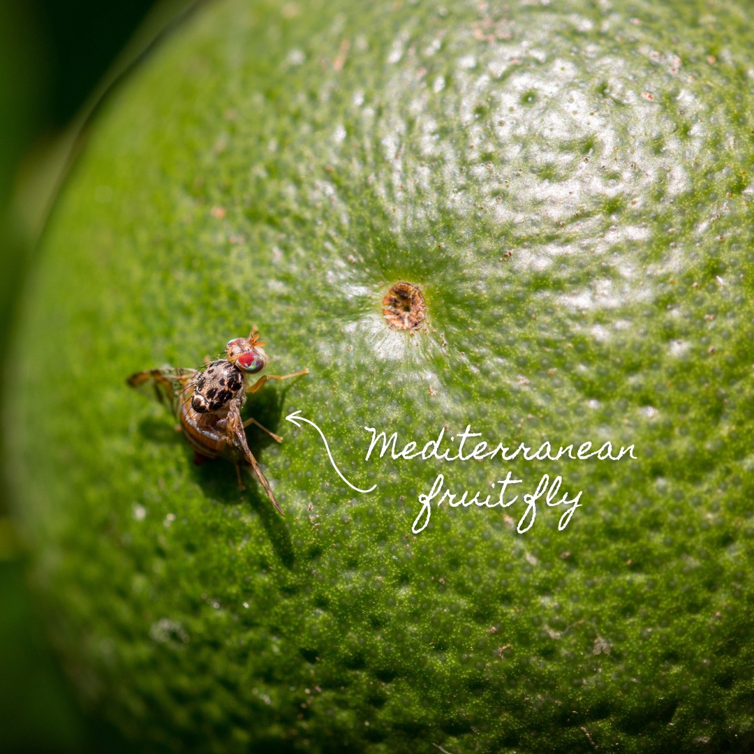 Insect - The Mediterranean fruit fly, also known as Medfly, is one of ...