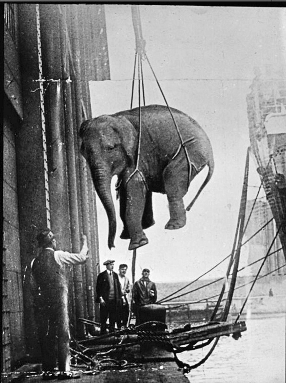Circus elephant transportation in the 1930s