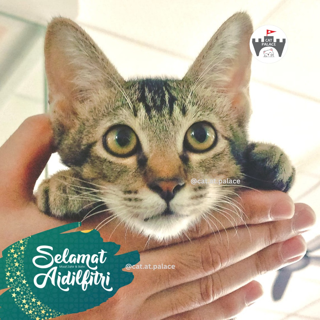 到！猫殿 - #SelamatHariRaya Wishing all our Malay friends Selamat Hari Raya ...