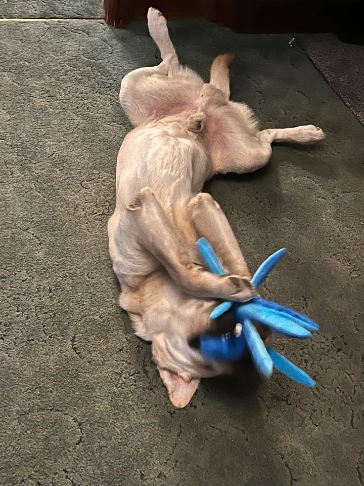 Albery Dog Rescue