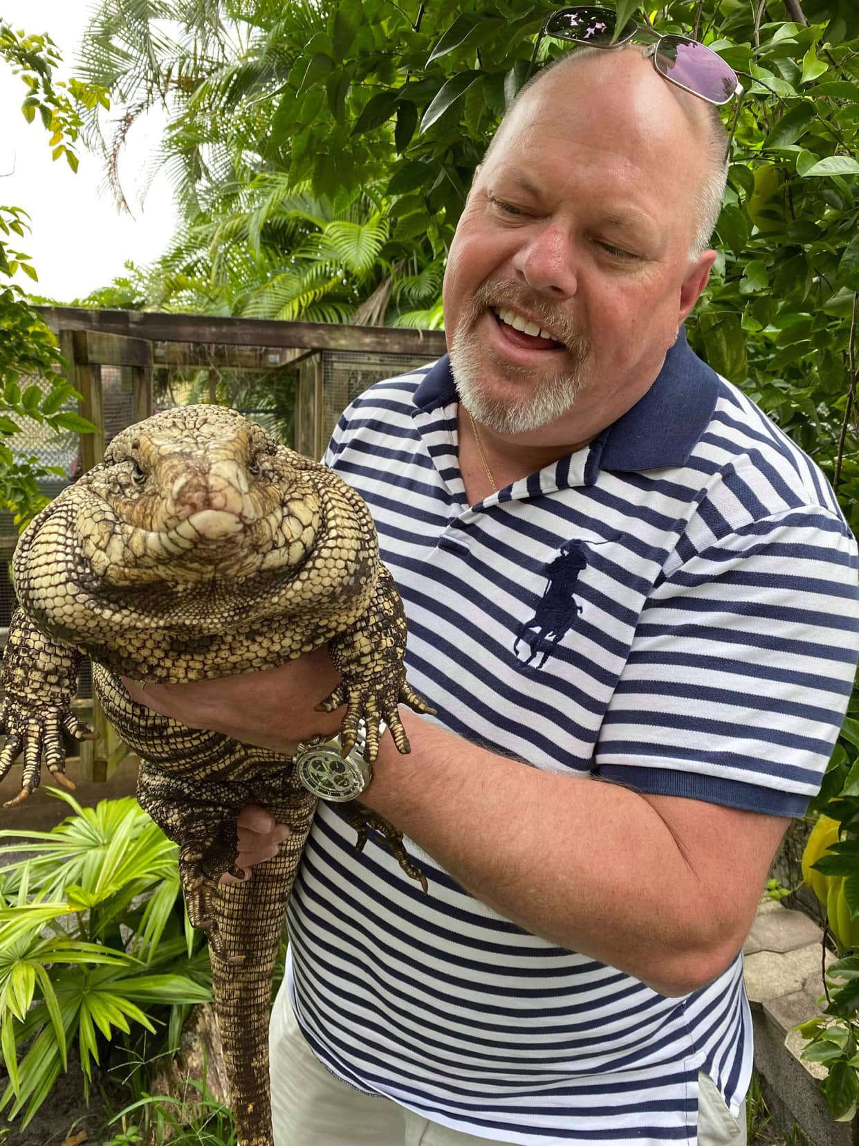 A tubby tegu , a bit like myself... - North West Reptile Club