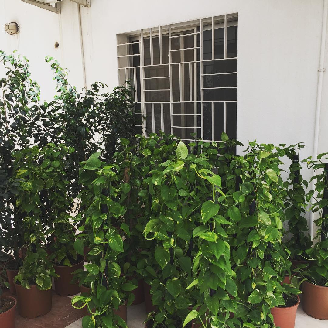 Planters Company | Riyadh