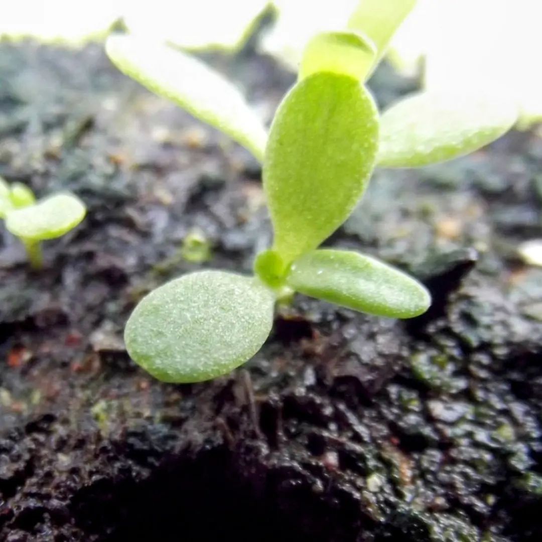Edplants