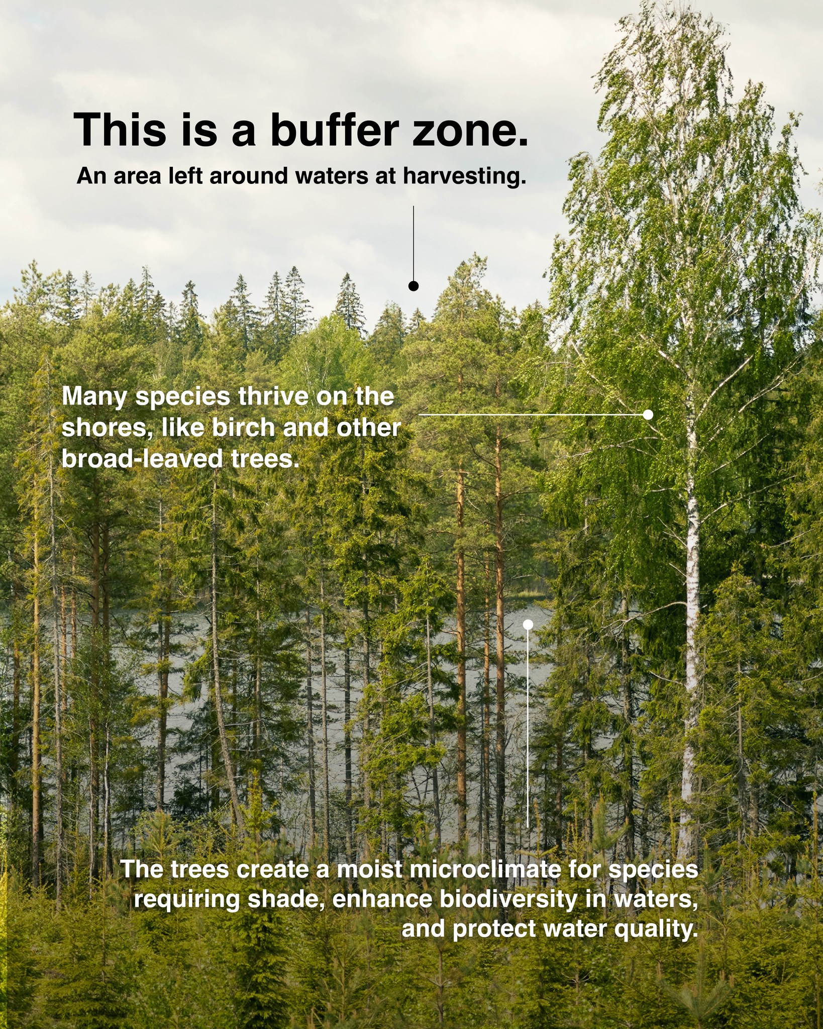 Stora Enso - Ever noticed the lush forest and vegetation around waters ...
