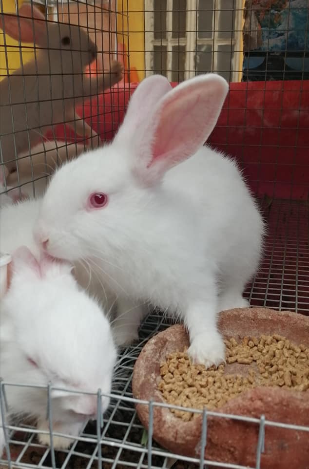1 month old F1 Cali and F1 Nz kits 🐰 - Urban Patch Rabbitry