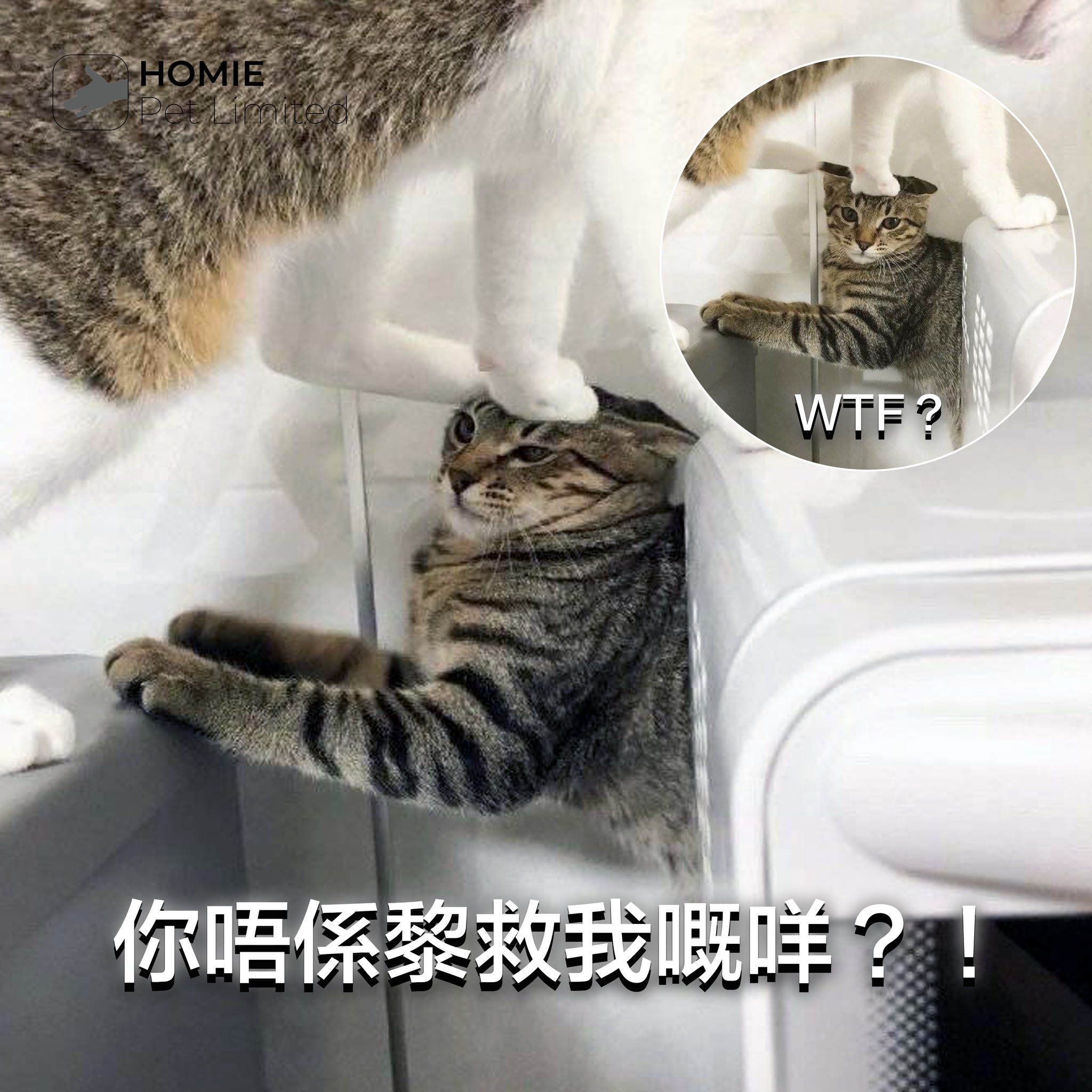 Homie Pet - 😿：原來你只係行過⋯⋯ 張圖搵唔番來源🙃 #梗圖 #迷因 #meme #寵物 #pet...