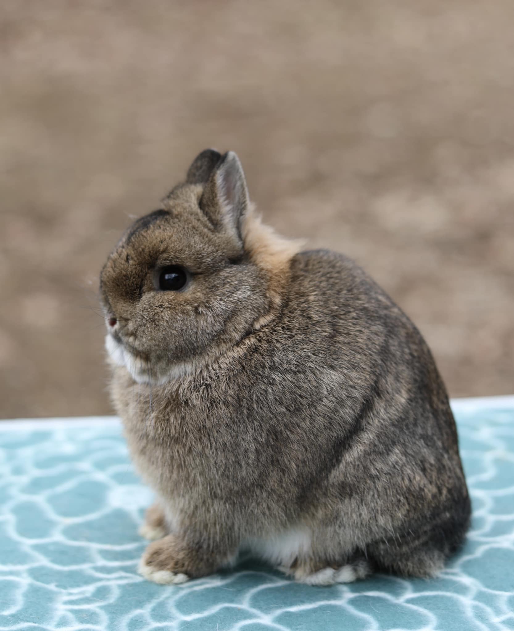 Woods - People often ask why quality rabbits are so expensive. I ...