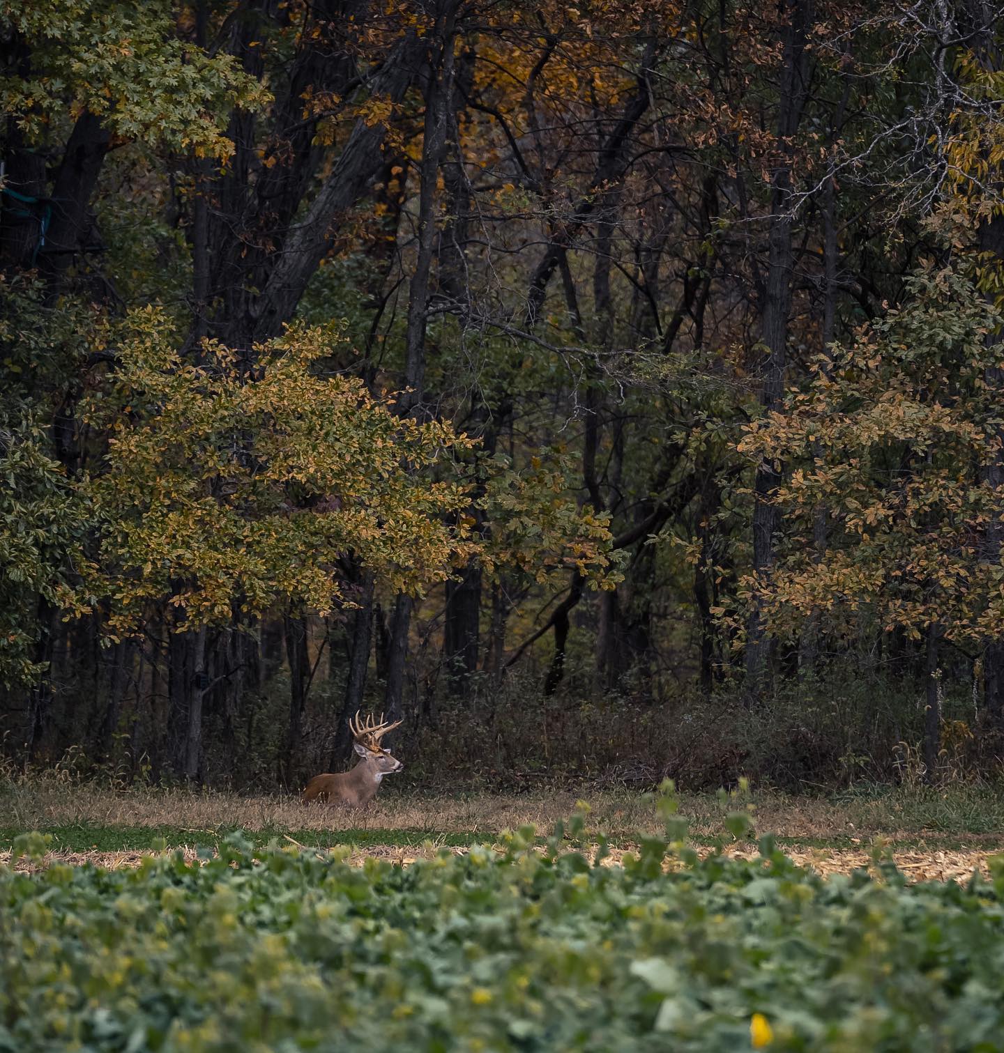 The King of Autumn. Big Tine •... - Gregg Ritz Hunt Masters