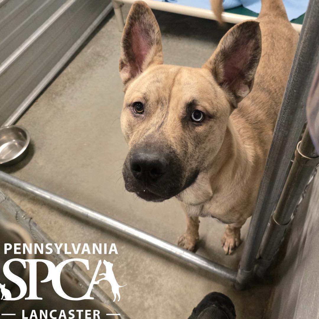 Pennsylvania - ️Now available for adoption! Check out “Vince” on the ...