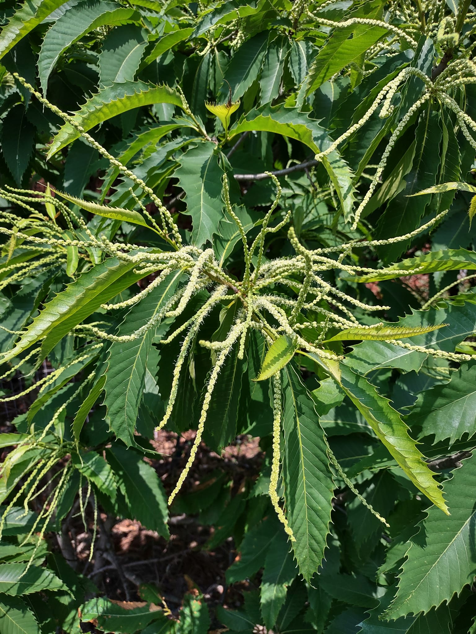 American chestnut (Castanea... - Georgia Native Plant Society