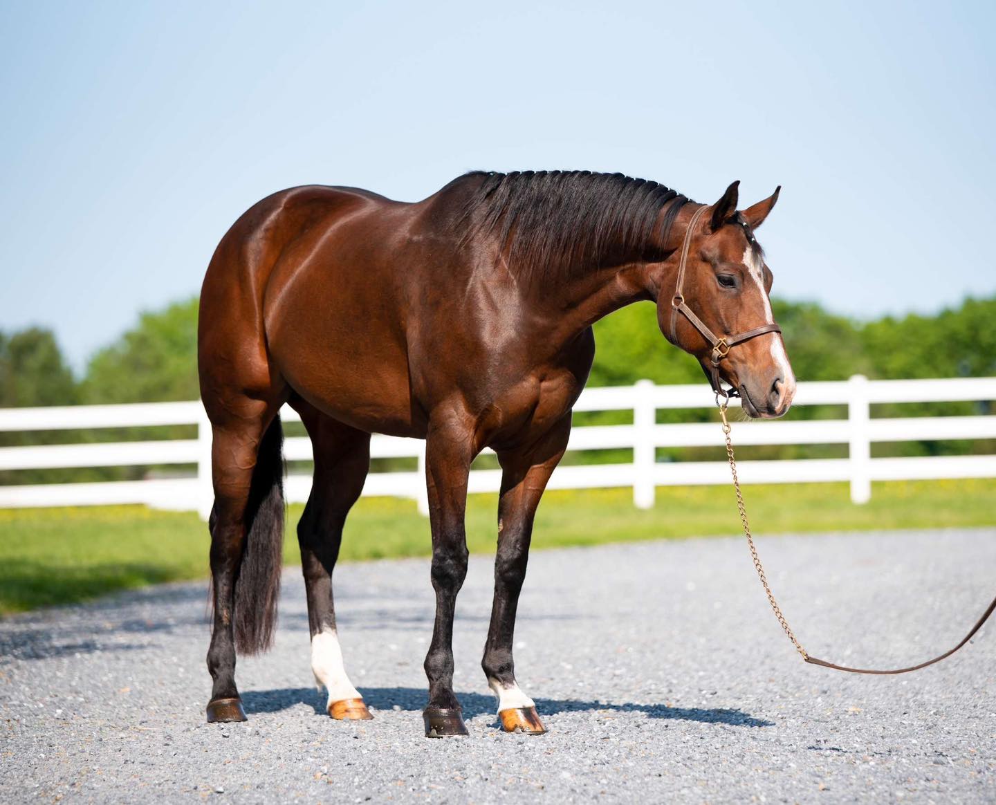 Triple R Horses - Now available on... | Facebook