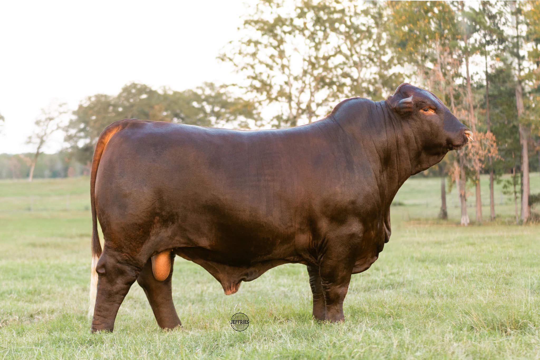 Triple P Ranch - 💥BUYERS PICK💥 💥YOU WON’T WANT TO MISS...