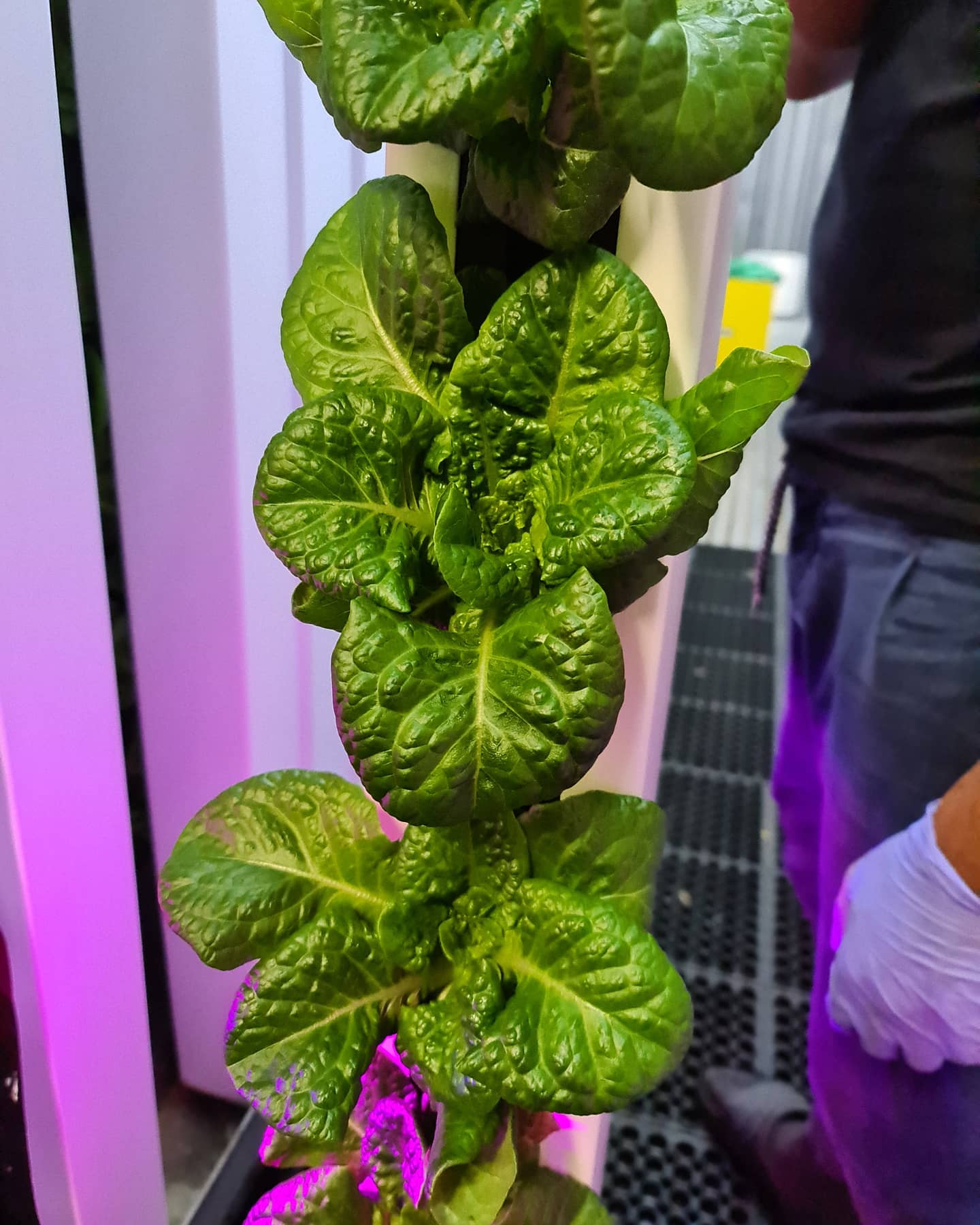 Hyperlocal Farms