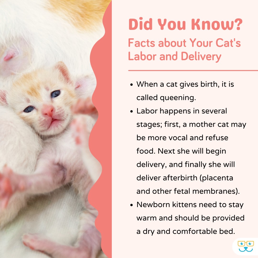 Stunning Cat Labor And Delivery Management image