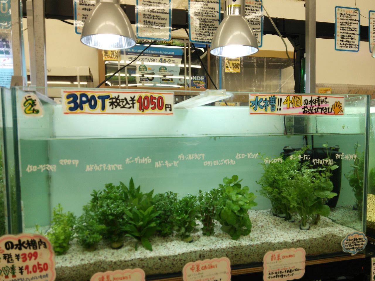 かねだい 戸田 店