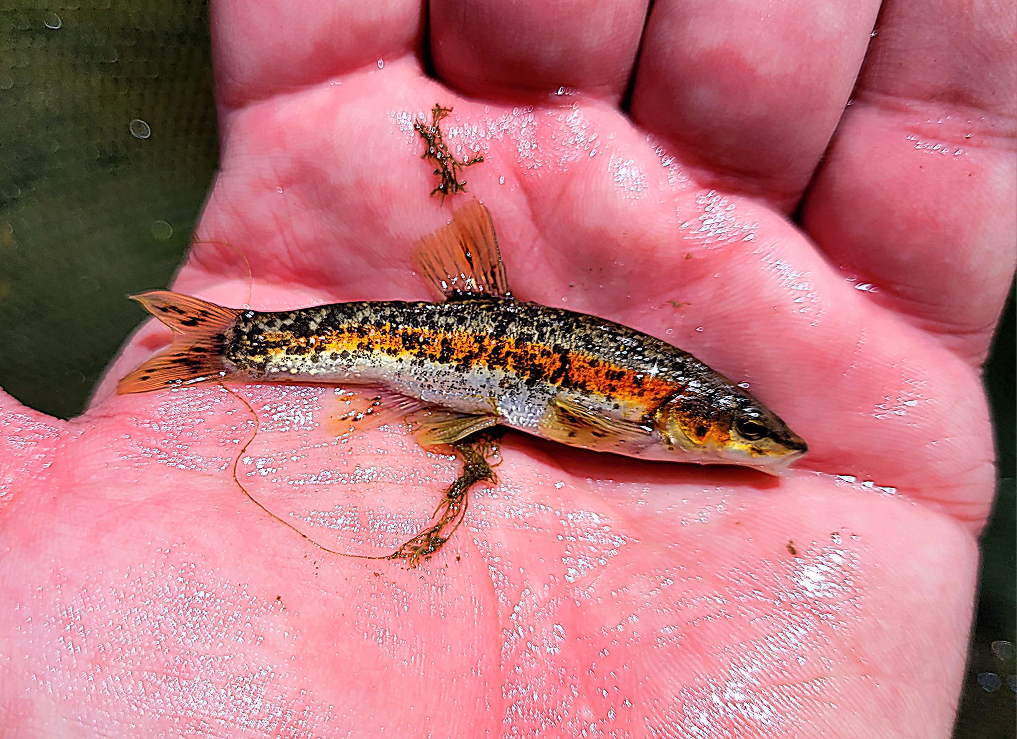 Native Fish Keepers