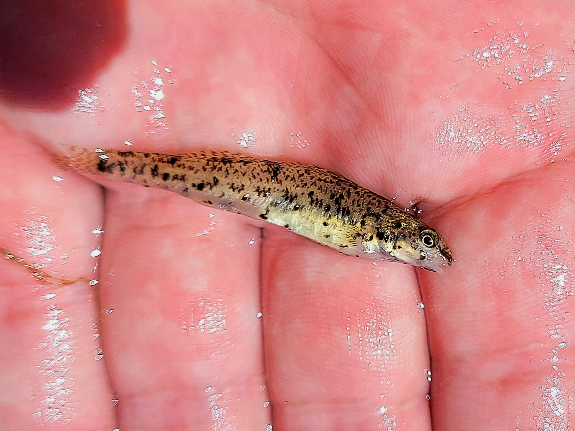 Native Fish Keepers