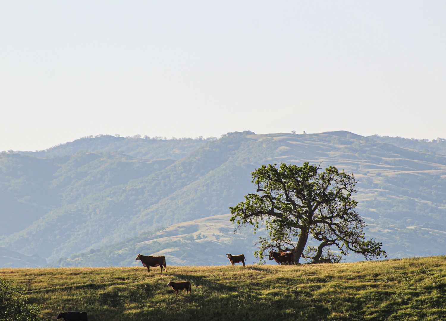 While sometimes it can be fun... - California Rangeland Trust | Facebook