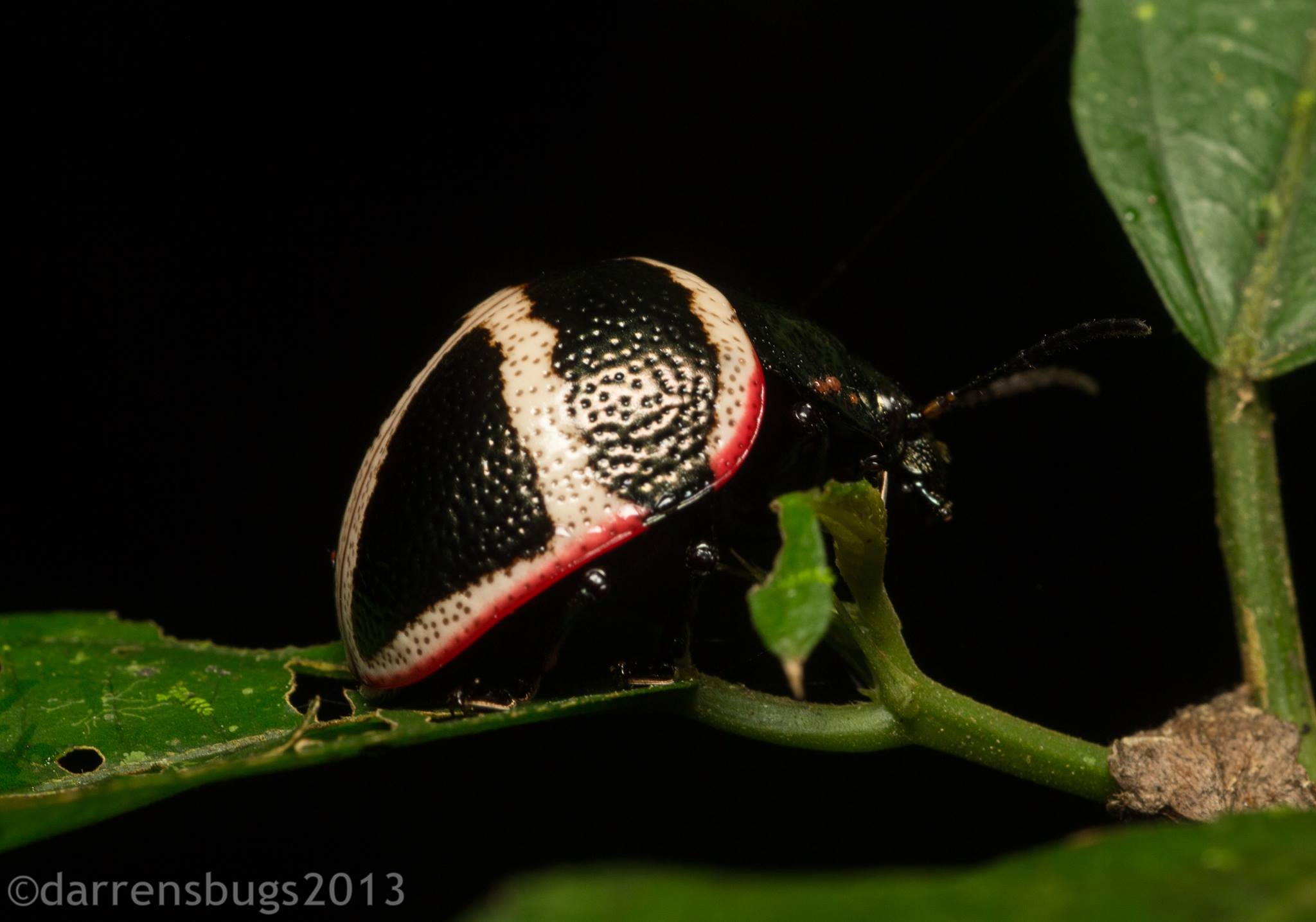 What species is this 42mm click beetle found in Northern Belize?