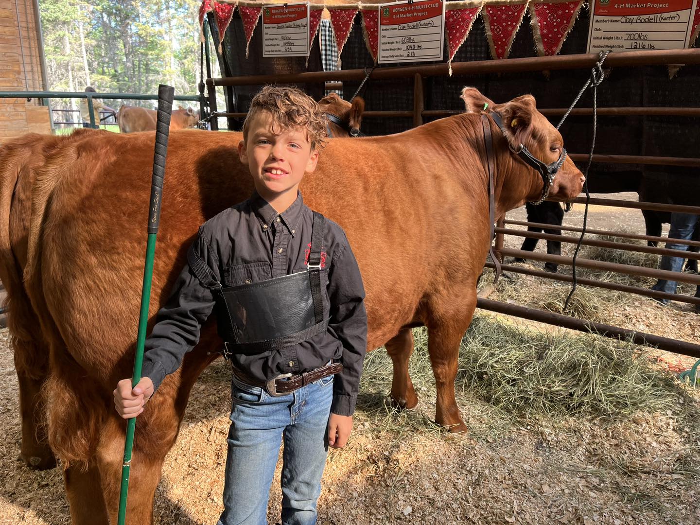 Golden Harvest Ranches - Limousin | Sherwood Park AB