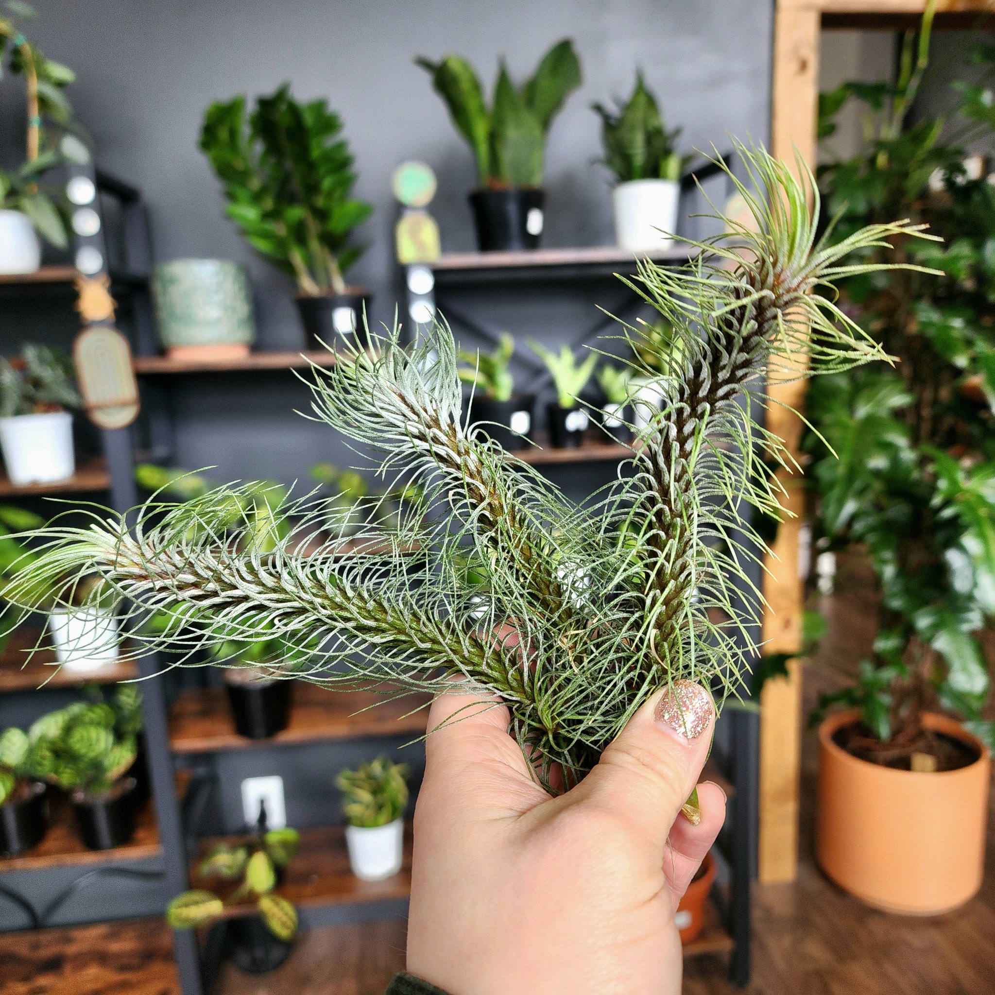 Discovering Tillandsia Domingo's Funckiana air plant
