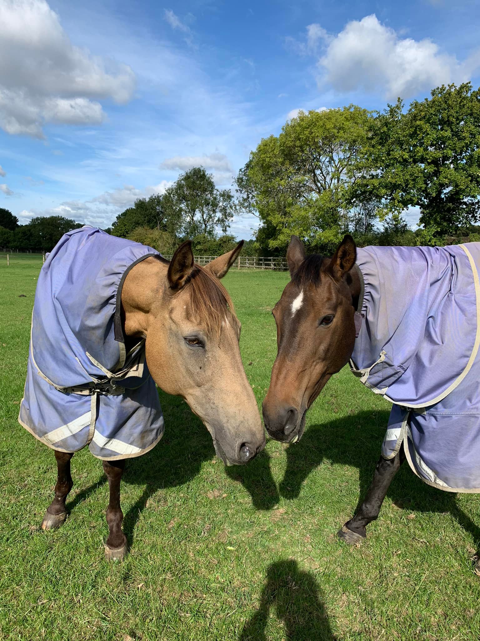 Brand new Derby House Evolution Combo Rug, 6