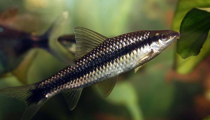 Akvarijumi ribice Trebinje - SIJAMSKI ALGOJED - LISICA je dobroćudna ...