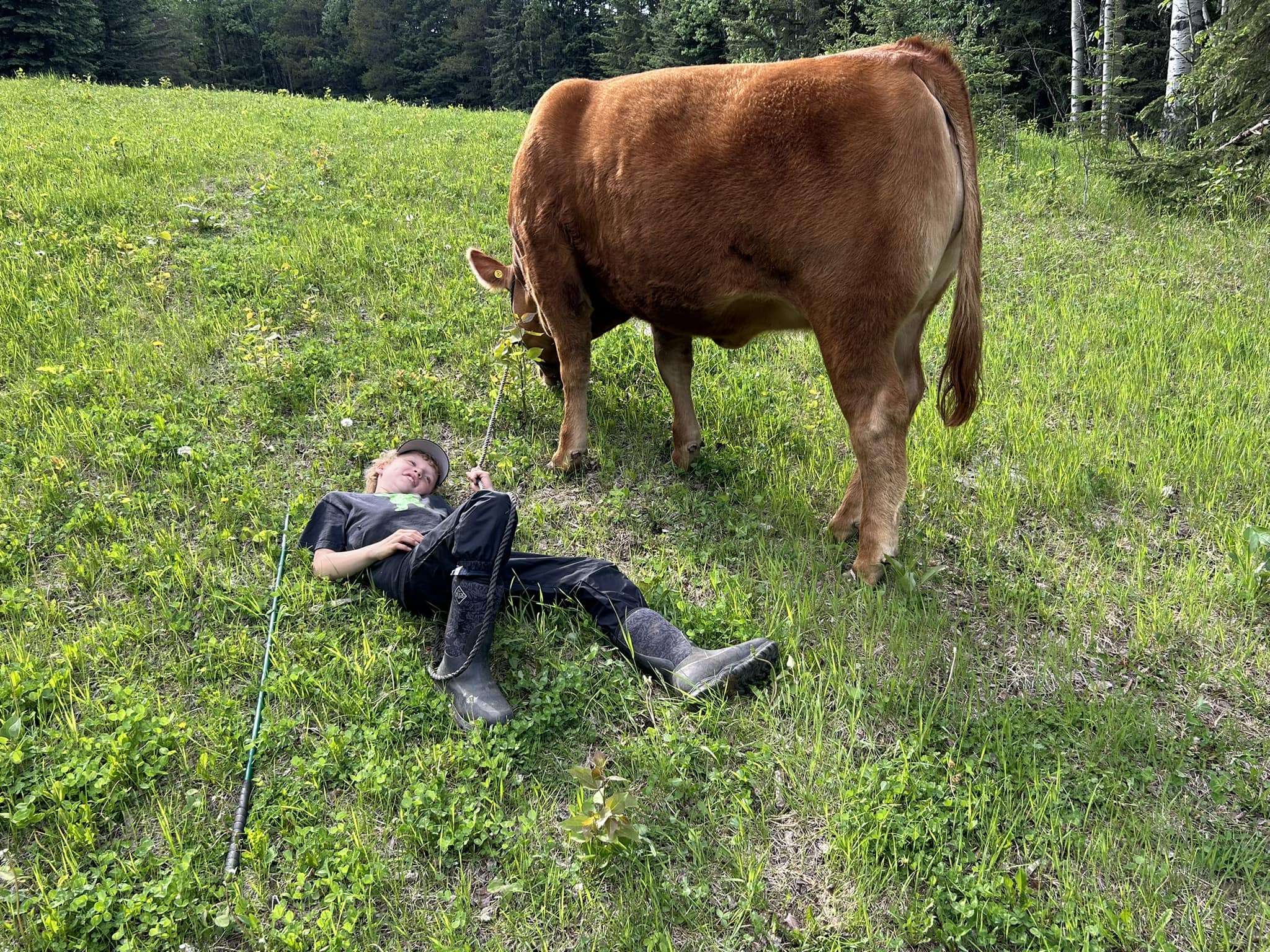 Golden Harvest Ranches - Limousin | Sherwood Park AB