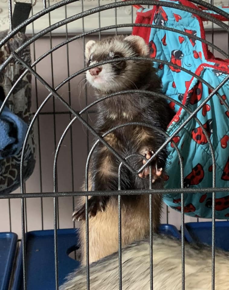 Lost and found pets in houghton Regis and Dunstable and luton