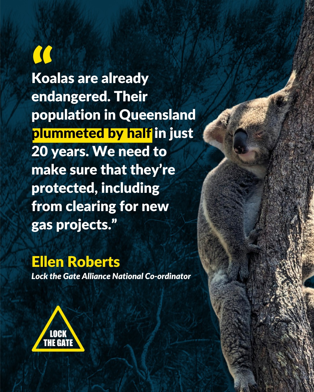 Koalas in Dalby State Forest are... - Lock The Gate Alliance | Facebook