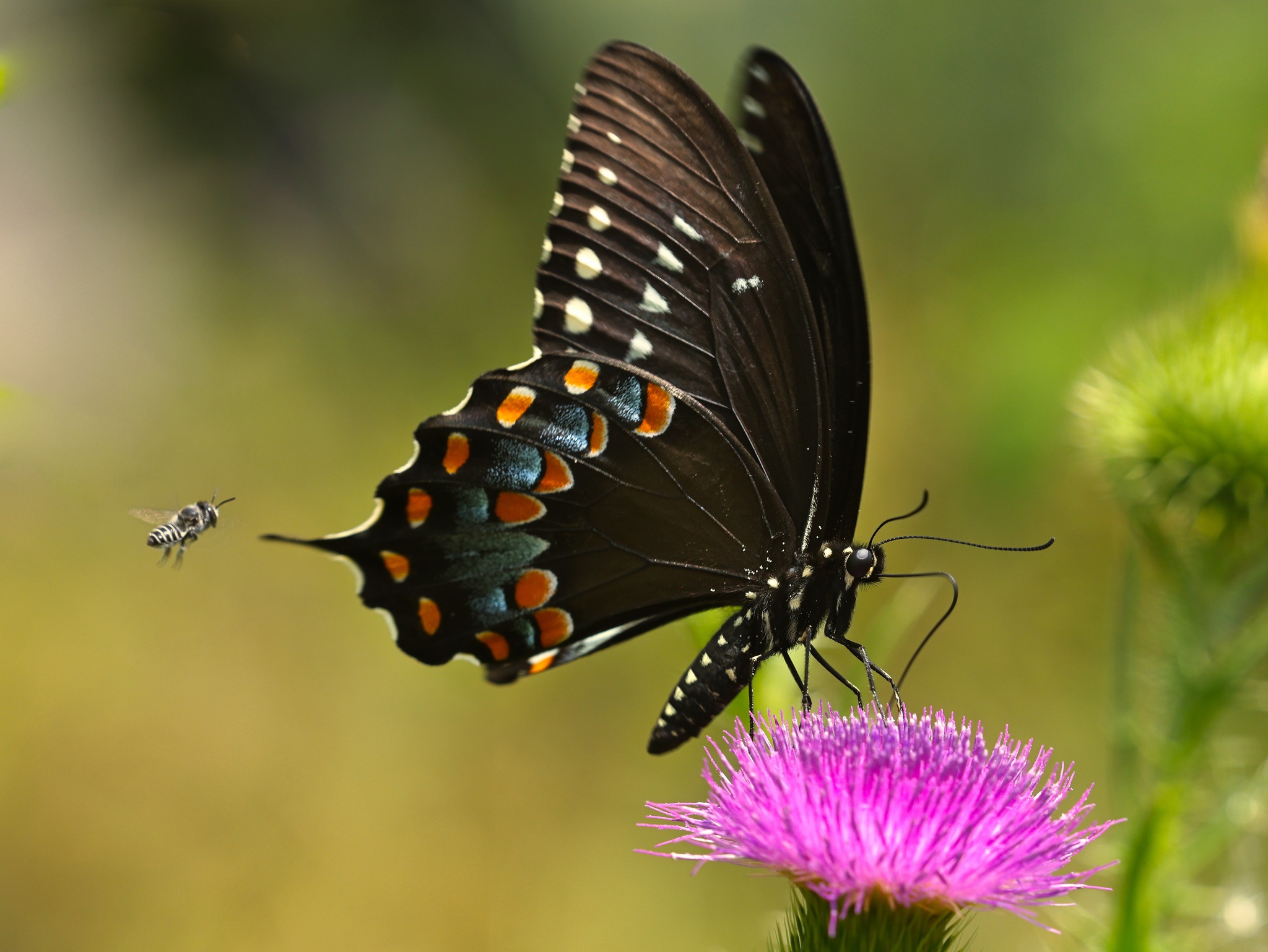 It's the trifecta of the insect world! In one photo, Jonathan