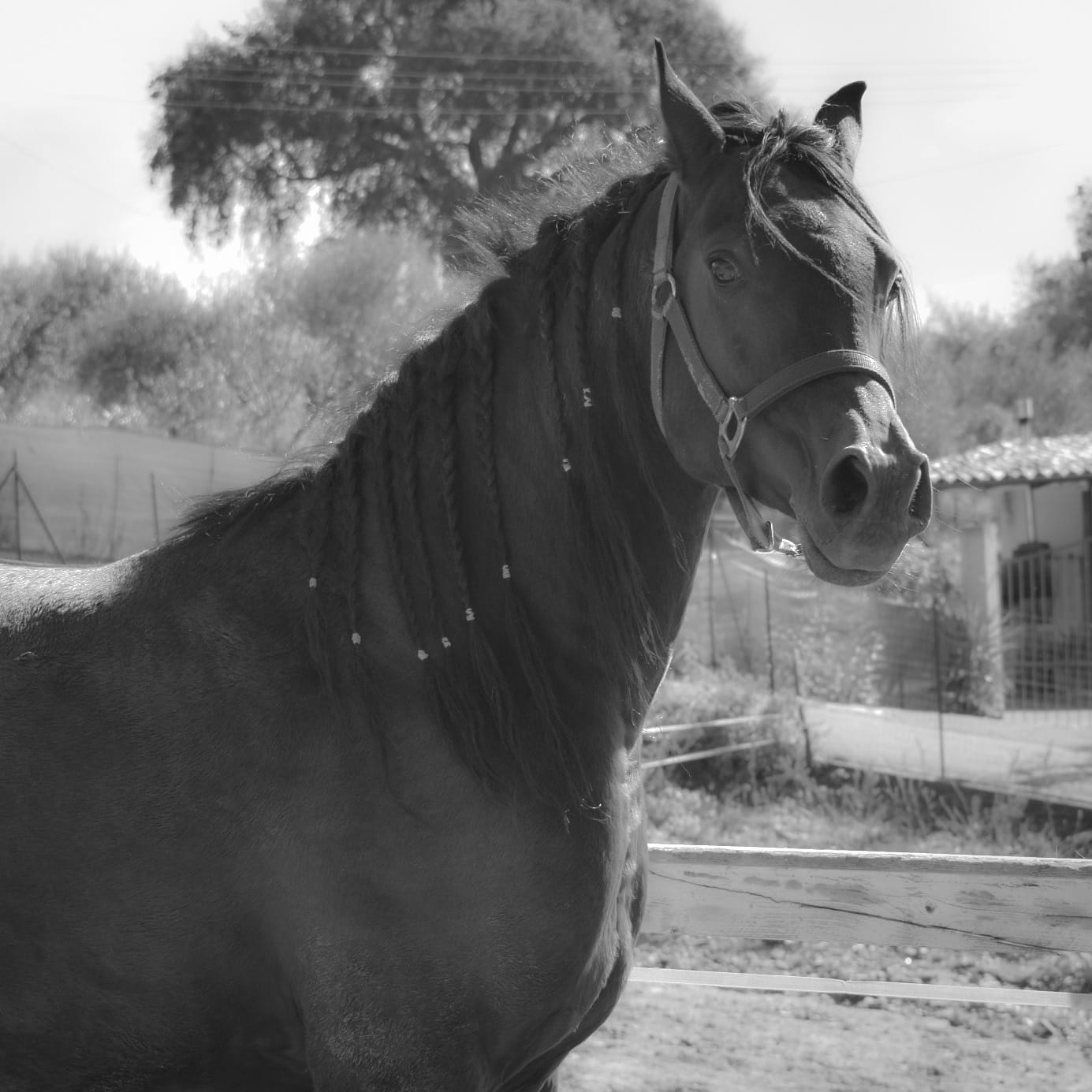 Hashim Arabian Horse