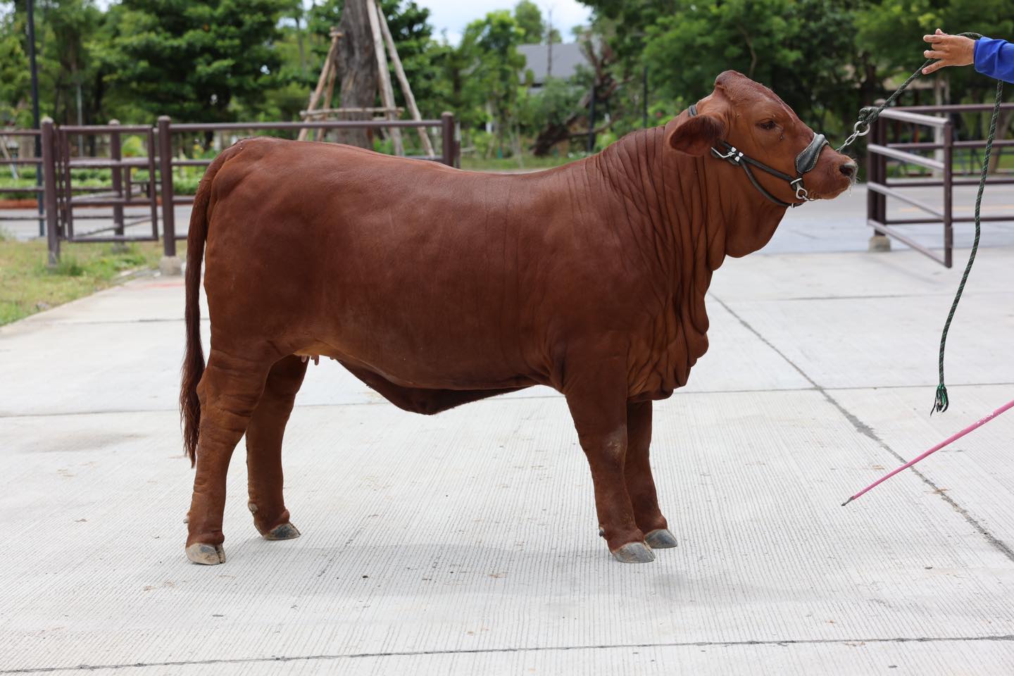สาวน้อยบีฟมาสเตอร์... - DG Ranch - Brahman & Beefmaster Cattle
