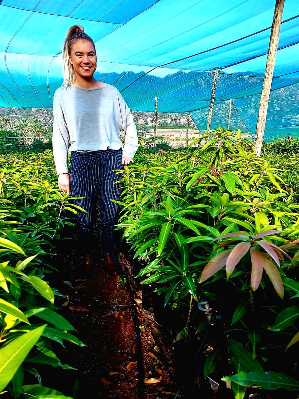 Heidi Mango Trees Grafted. R185 at... - Trees For Africa | Facebook