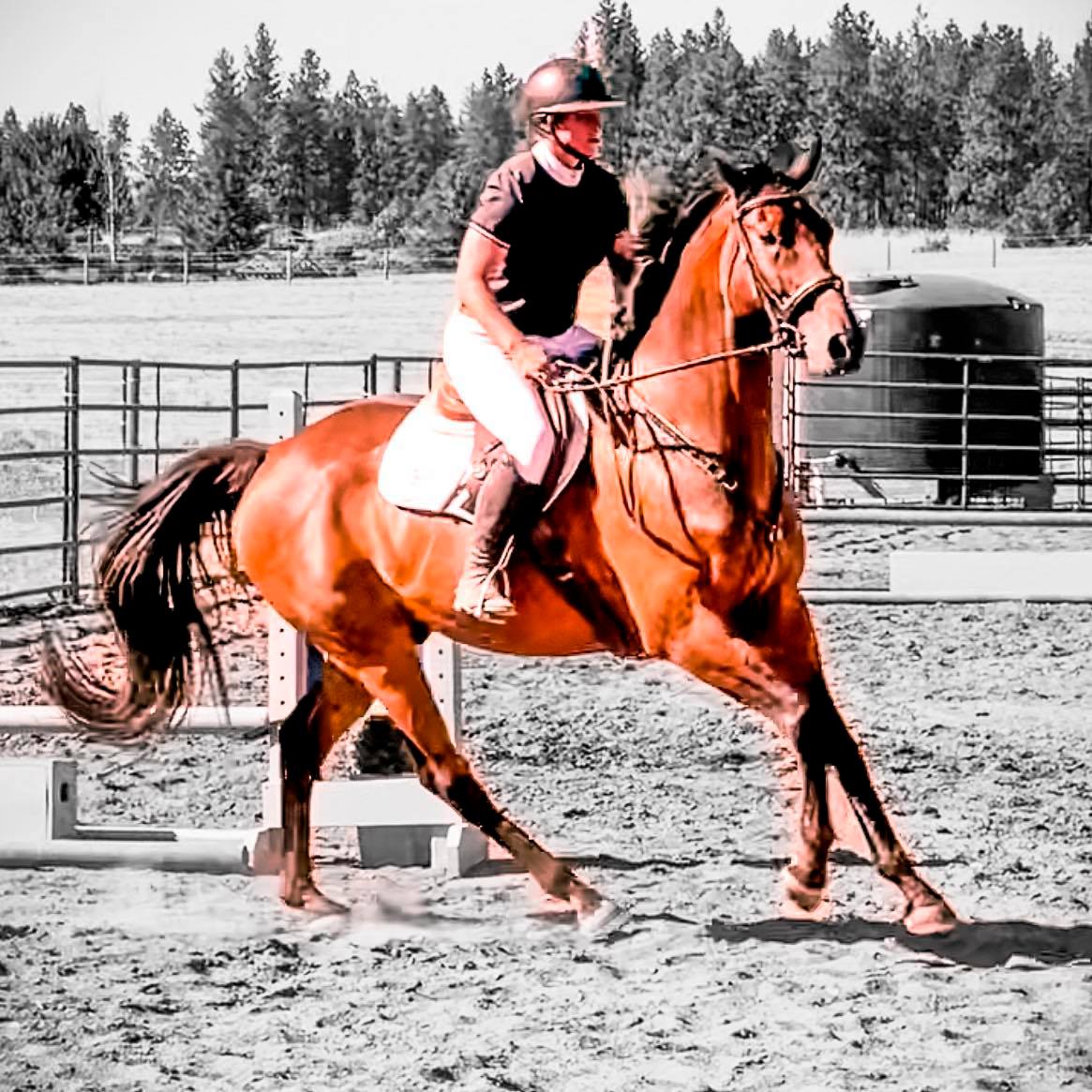 Resolute Training Stables | Spokane WA