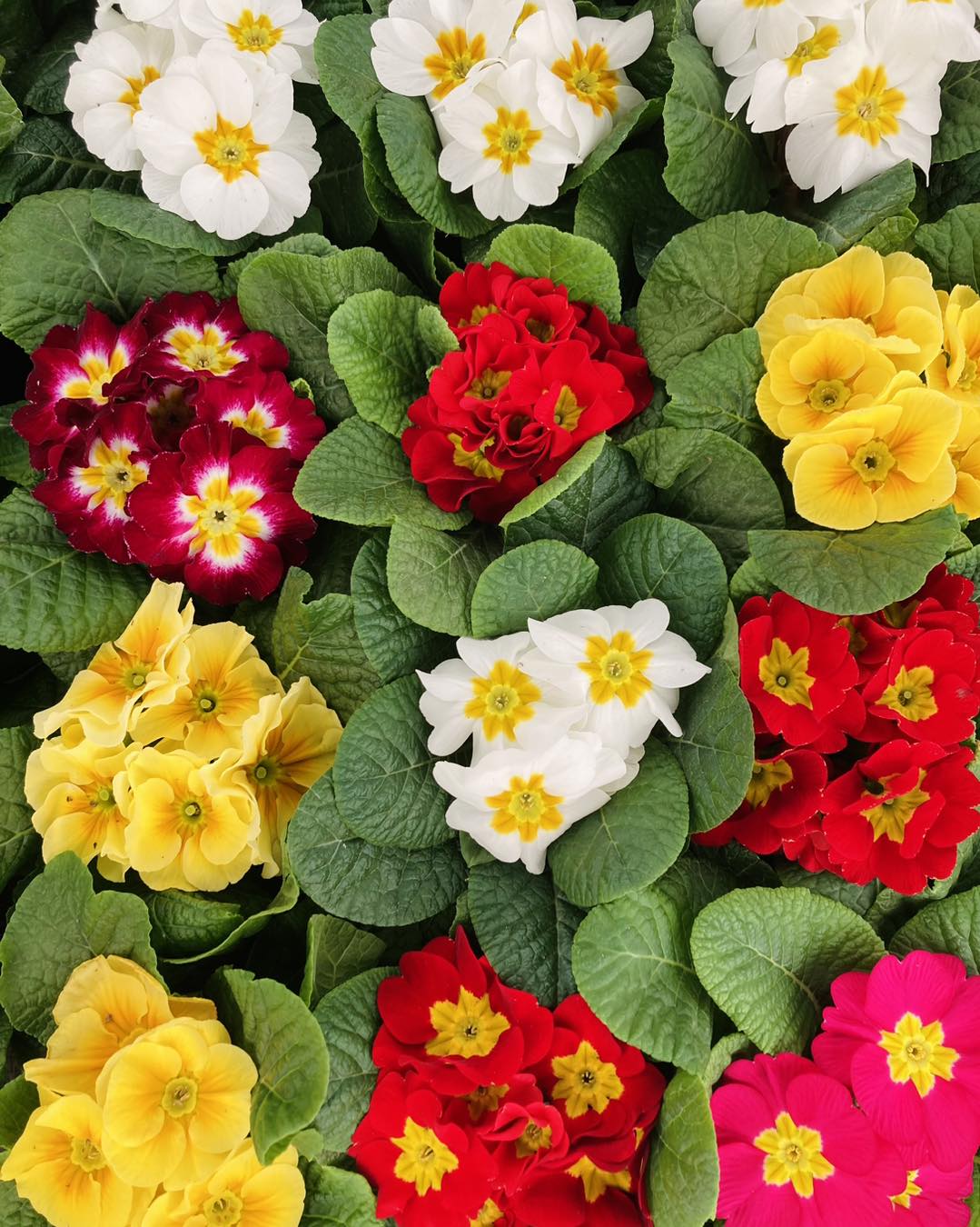 5 piante ricadenti per il tuo giardino o balcone fiorito. . Per piante ...