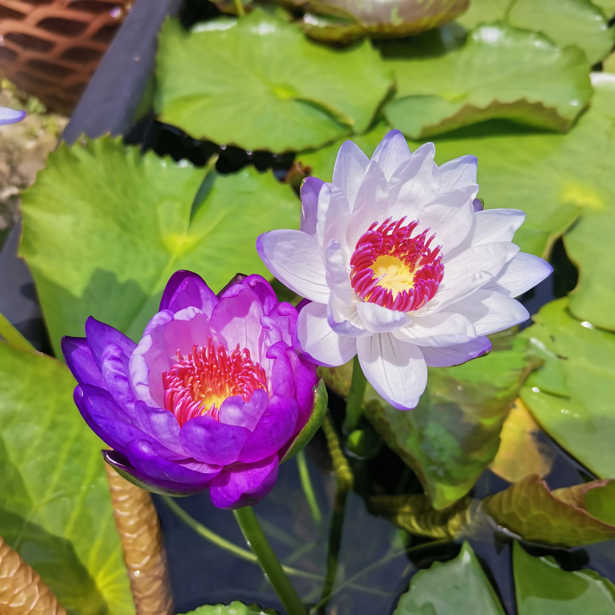 睡蓮 (Water Lily) Nymphaea L.