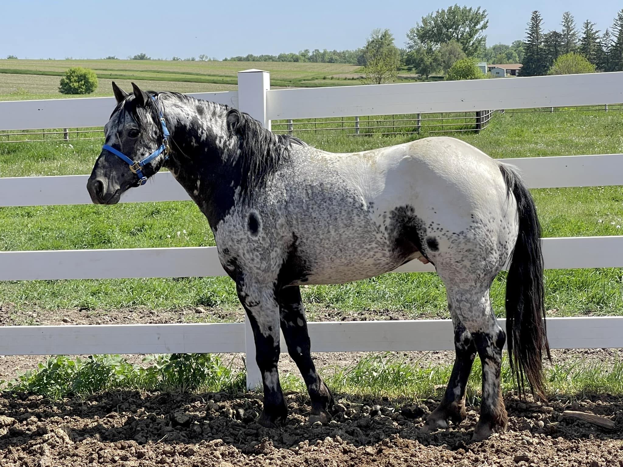 Roseland Ranch
