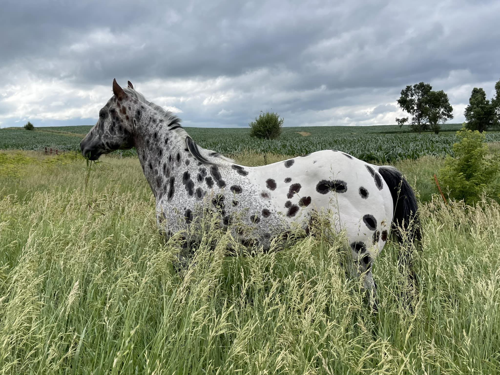 Roseland Ranch