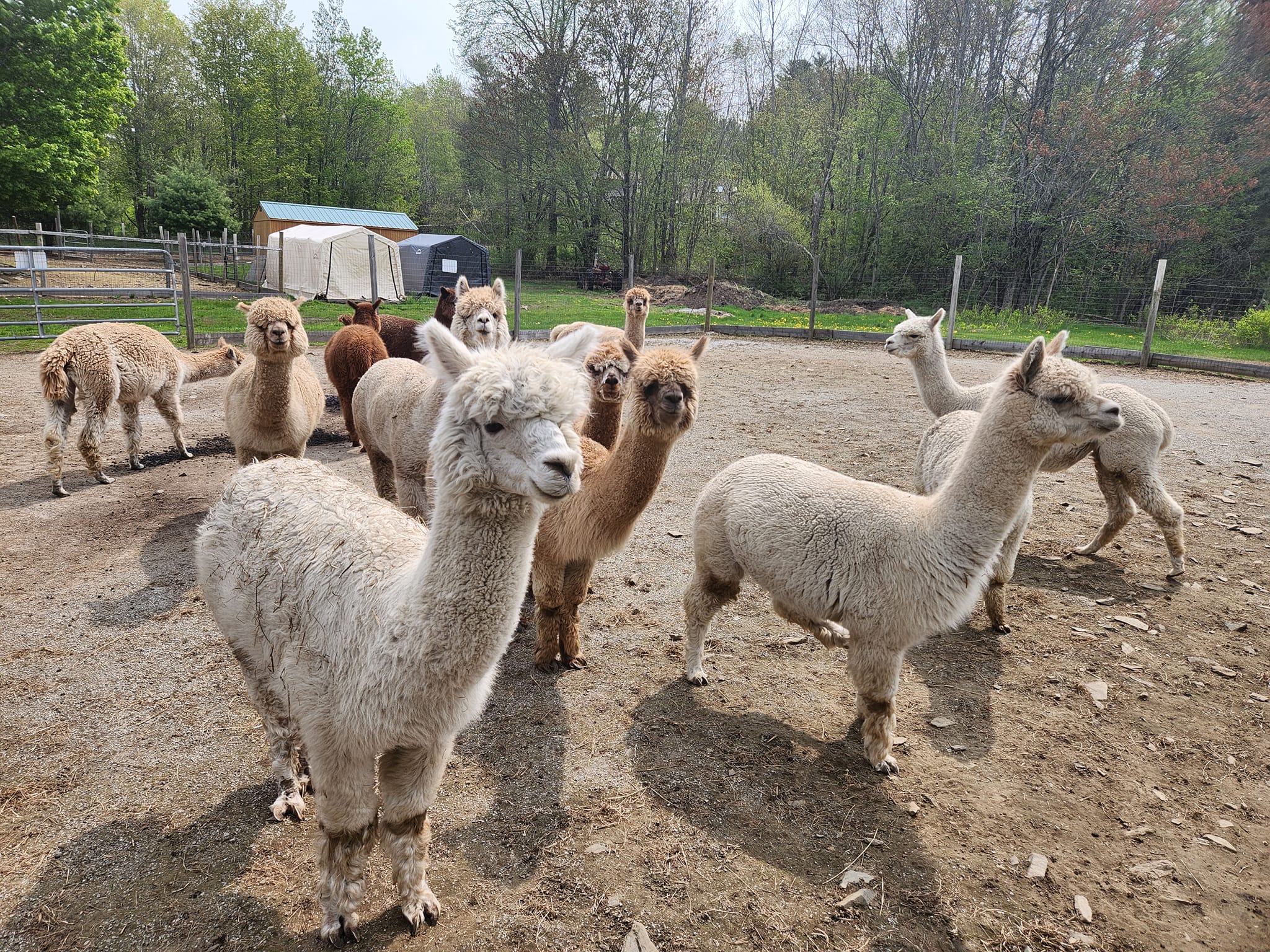 It's finally that time... - The Blue Alpaca Ranch and Store | Facebook
