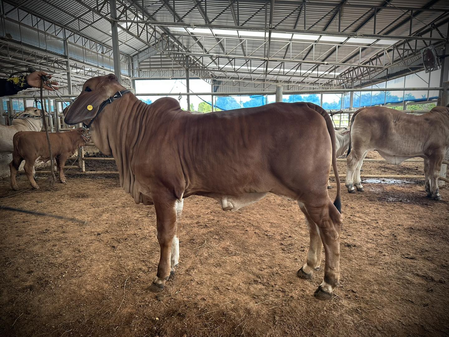 DG MS. LADY RED CUURY... - DG Ranch - Brahman & Beefmaster | Facebook