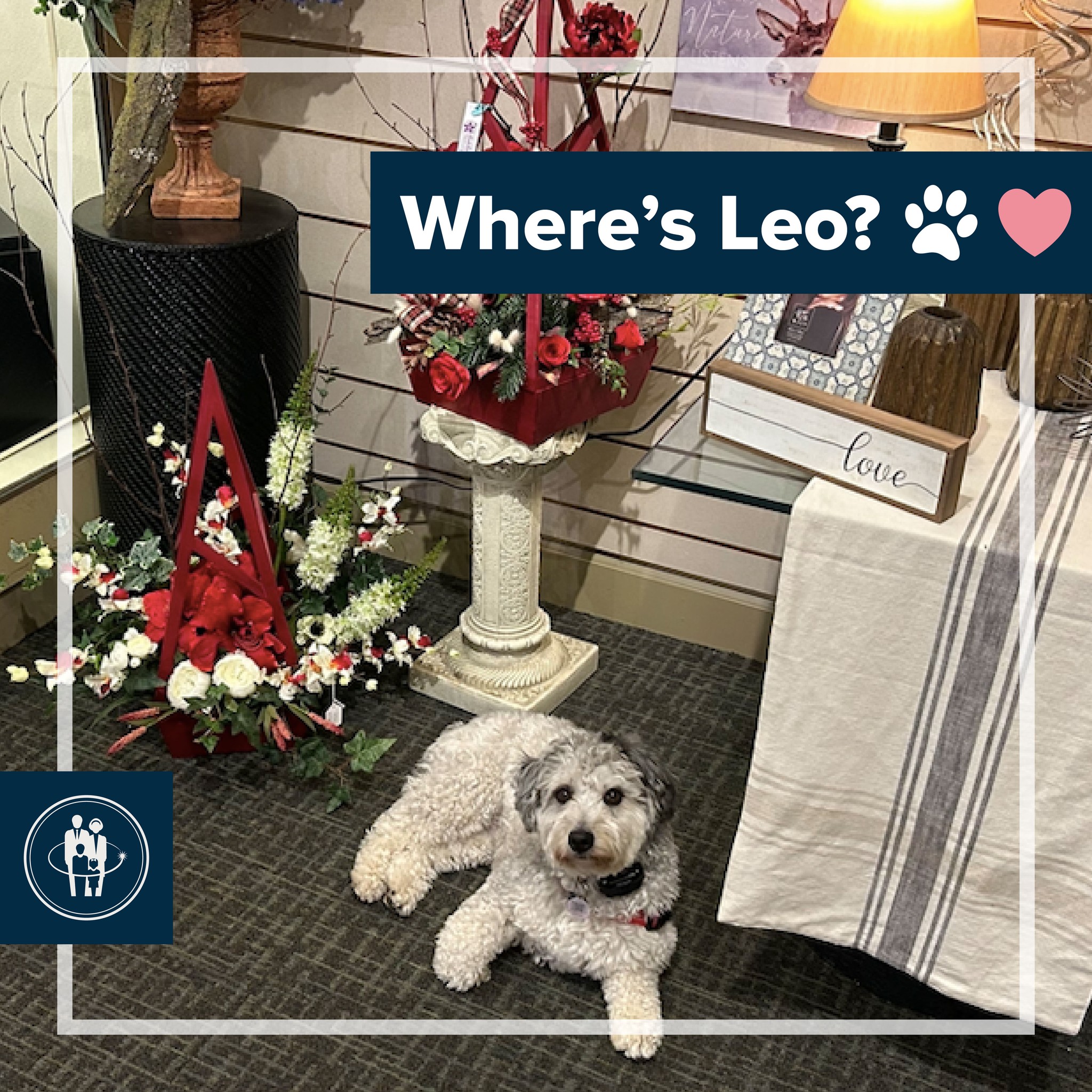 Meierhoffer - Our comfort dog, Leo, is here to remind you to celebrate ...