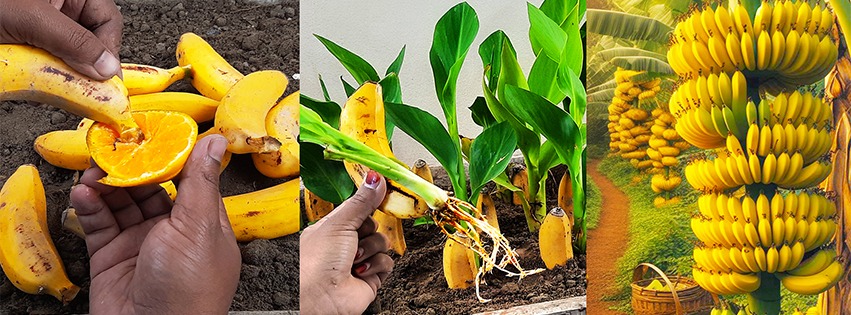 Garden Craft - Propagate Orchid Spikes With Cucumber I... | Facebook