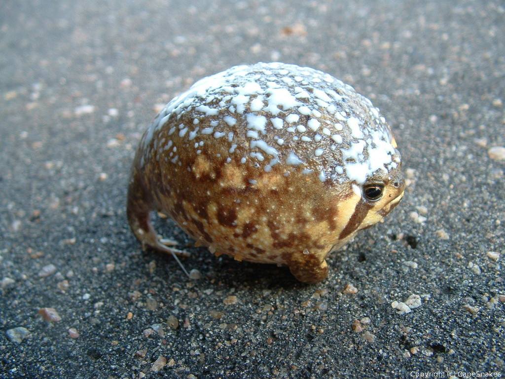 IFLScience - The Bushveld rain frog is found in Southern Africa. When ...