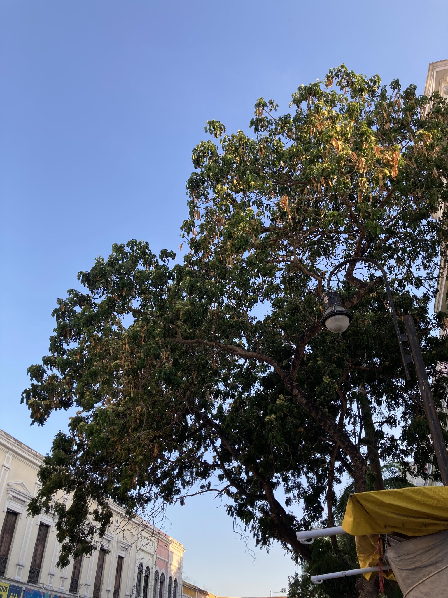 Árboles de Mérida | Mérida Centro