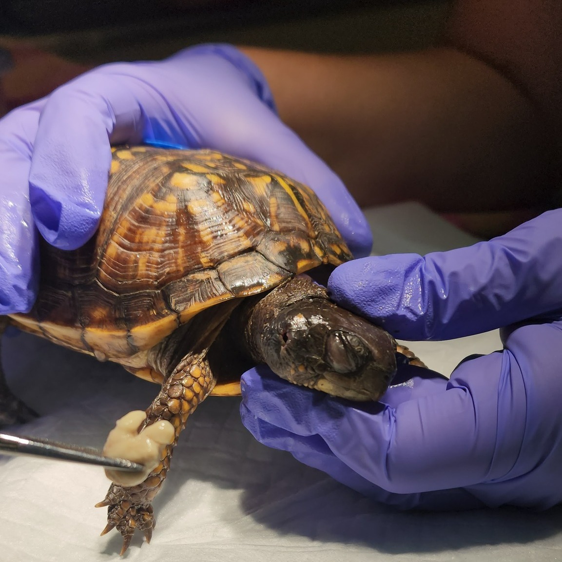 Have you seen a turtle with... - Blue Ridge Wildlife Center | Facebook