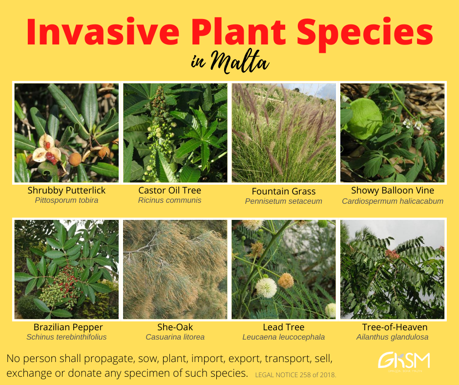 ⚠️ INVASIVE PLANT SPECIES ⚠️ 🌿🚫... - Għaqda Siġar Maltin