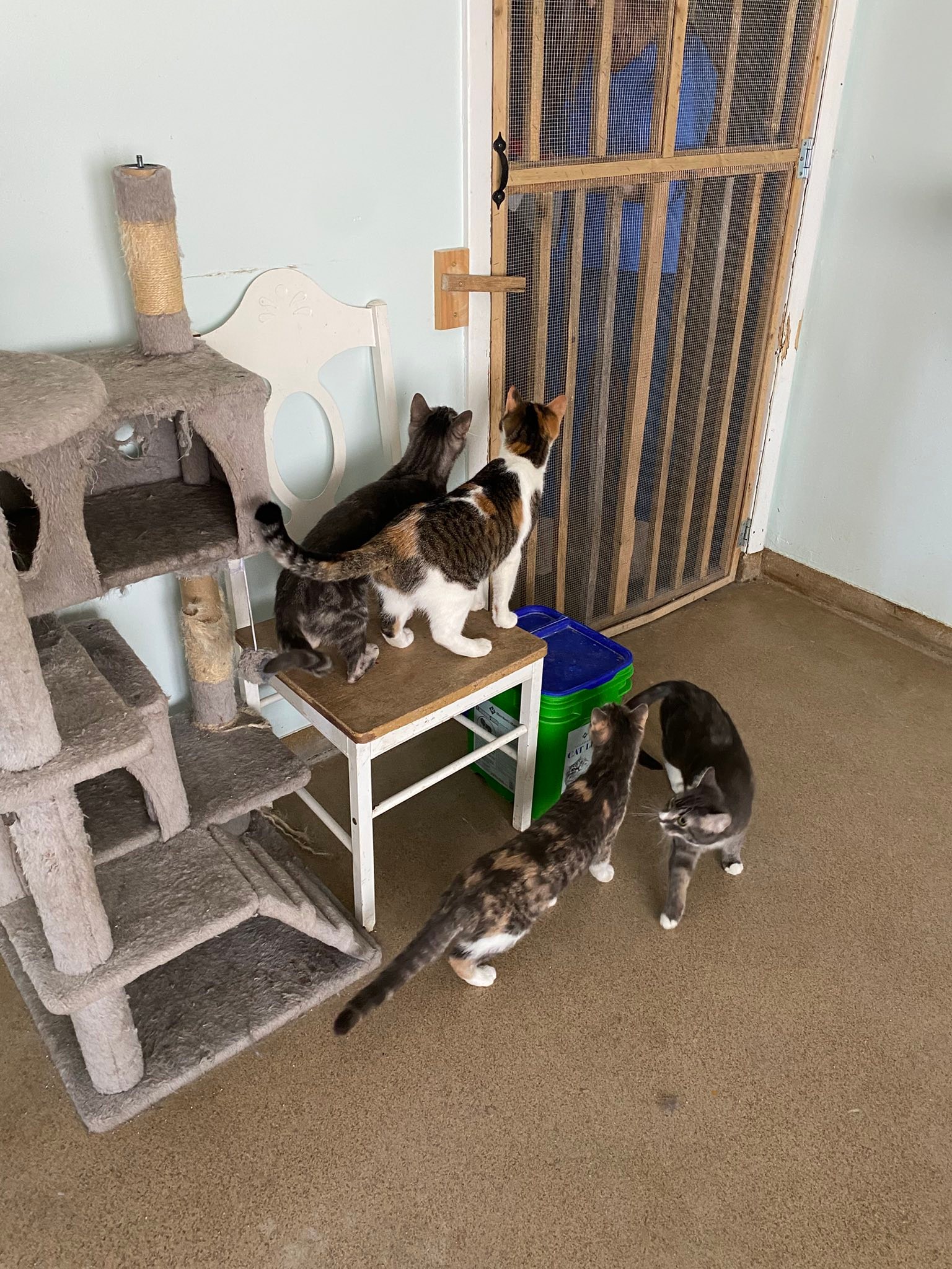 CATS Rescue & Adoption... - CATS Rescue & Adoption Services