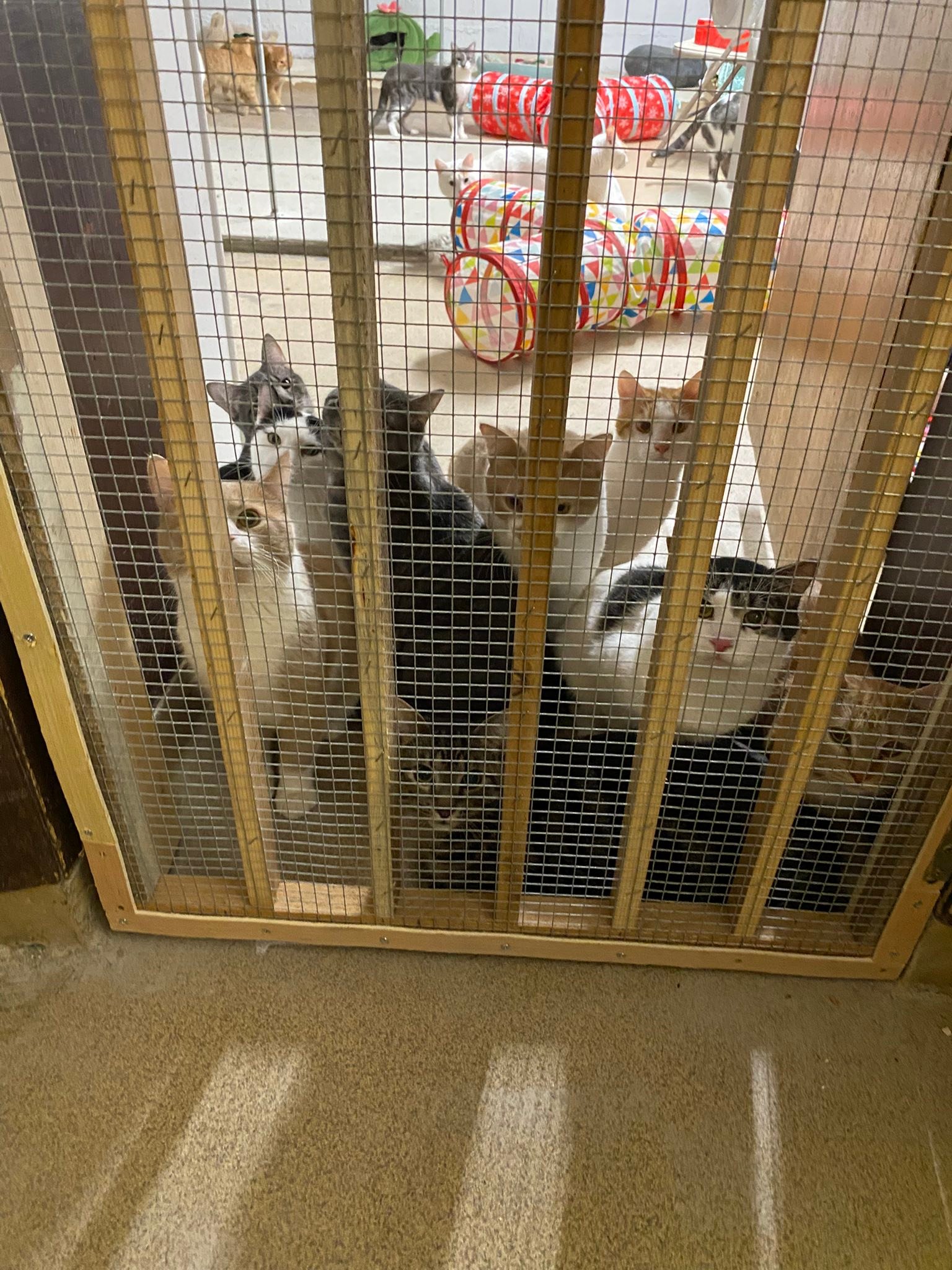 CATS Rescue & Adoption... - CATS Rescue & Adoption Services