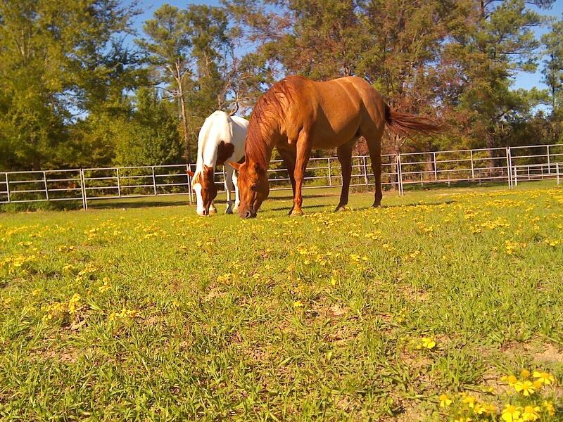 MiniRosa Ranch